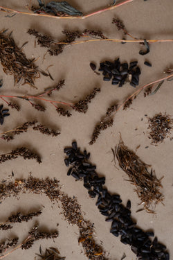 dye garden seeds Dye Garden Seeds – COPITO